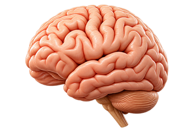 Neuropsychiatry