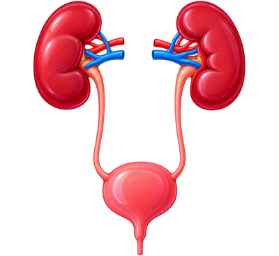 Urology